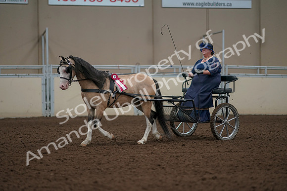 2019 Morgan Horse Show - Aug 31, 2019 - 04609