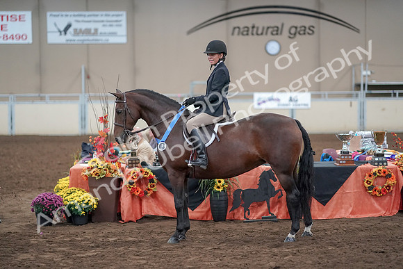 2019 Morgan Horse Show - Aug 31, 2019 - 19794