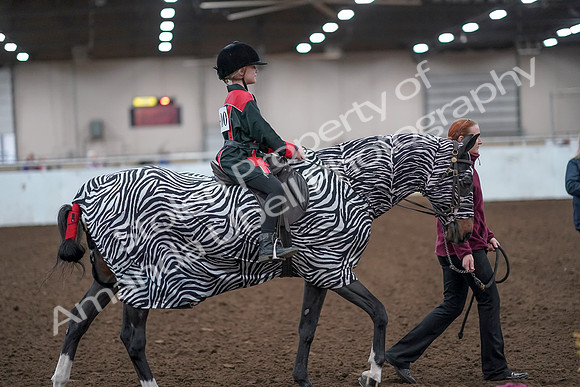 2019 Morgan Horse Show - Aug 31, 2019 - 10030