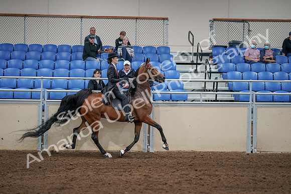 2020 - AB Morgan Horse - Sat, Sept 05 - 06811