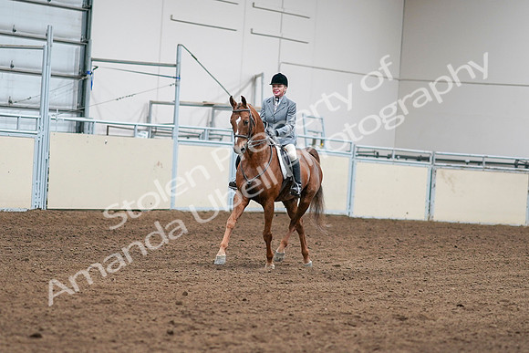 2020 - AB Morgan Horse - Sat, Sept 05 - 03234