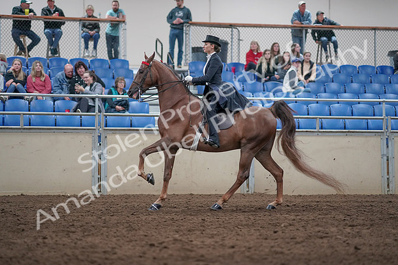 2019 Morgan Horse Show - Aug 31, 2019 - 20575