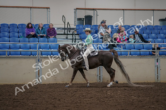 2019 Morgan Horse Show - Aug 30, 2019 - 26074