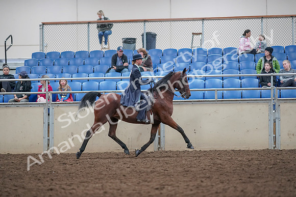 2019 Morgan Horse Show - Aug 31, 2019 - 09606