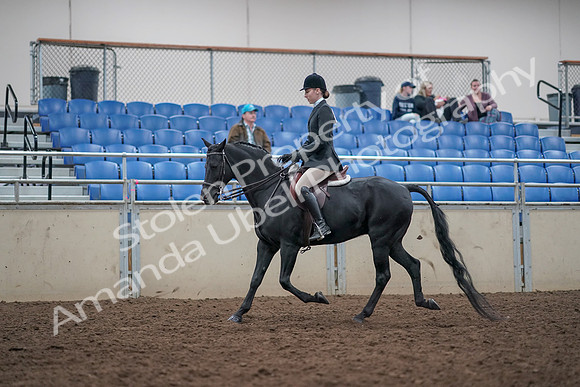 2019 Morgan Horse Show - Aug 31, 2019 - 14969