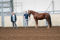 2020 - AB Morgan Horse - Sat, Sept 05 - 00193