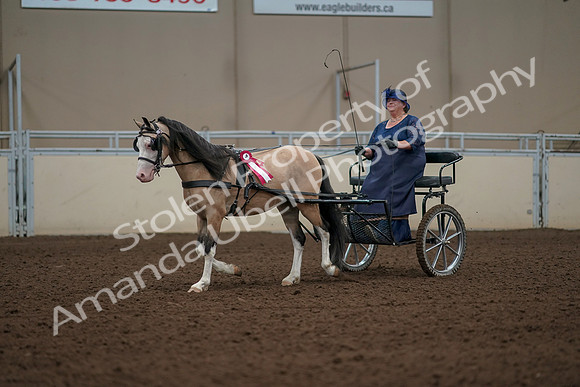 2019 Morgan Horse Show - Aug 31, 2019 - 04603