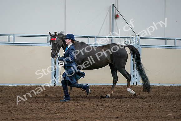 2020 - AB Morgan Horse - Fri, Sept 04 - 00678