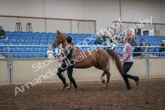 2019 Morgan Horse Show - Aug 31, 2019 - 03624