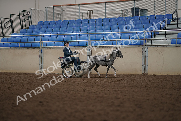 2019 Morgan Horse Show - Aug 31, 2019 - 04502