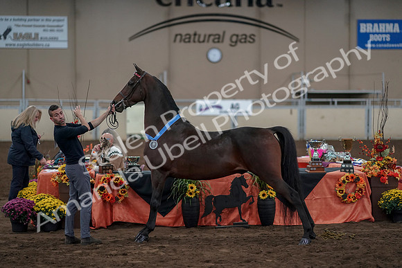 2019 Morgan Horse Show - Aug 31, 2019 - 01429