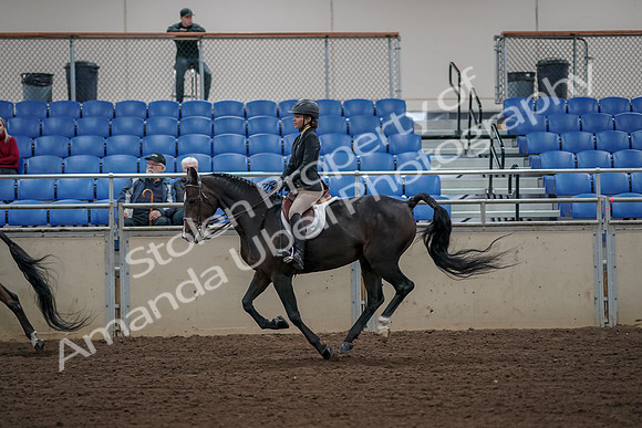 2019 Morgan Horse Show - Aug 31, 2019 - 05120