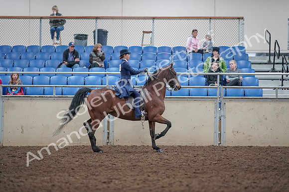 2019 Morgan Horse Show - Aug 31, 2019 - 09591