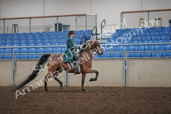 2019 Morgan Horse Show - Aug 30, 2019 - 28073