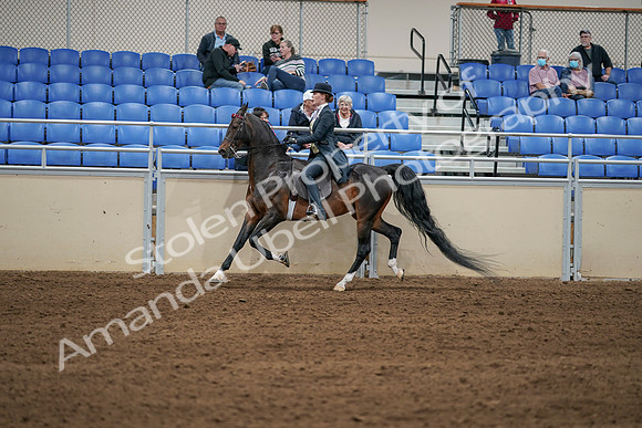 2020 - AB Morgan Horse - Sat, Sept 05 - 06313