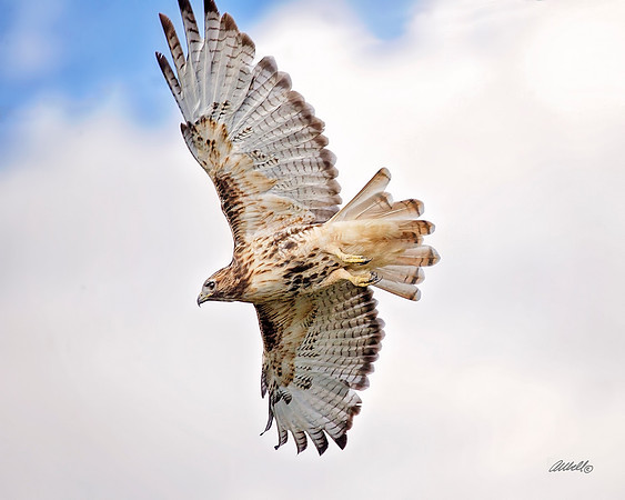 Birds - 288