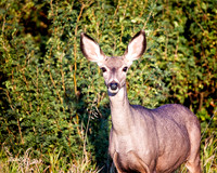NA Wild Animals - 043