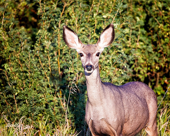 NA Wild Animals - 043