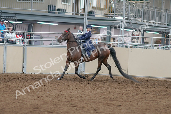 2020 - AB Morgan Horse - Sat, Sept 05 - 04748