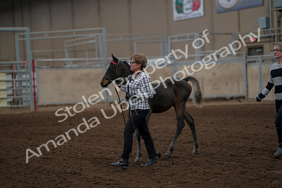 2019 Morgan Horse Show - Aug 30, 2019 - 24846