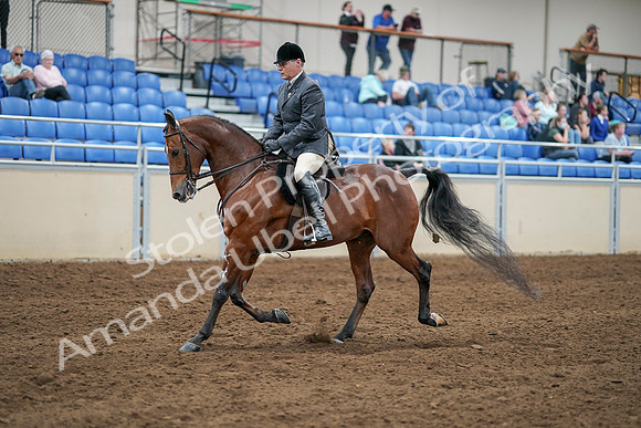 2020 - AB Morgan Horse - Sat, Sept 05 - 06875