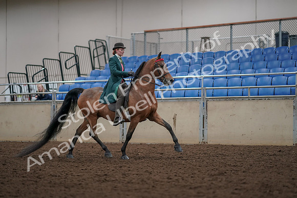 2019 Morgan Horse Show - Aug 30, 2019 - 28241