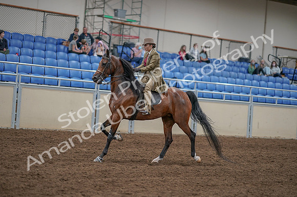 2020 - AB Morgan Horse - Fri, Sept 04 - 11416