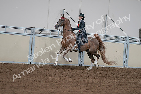 2020 - AB Morgan Horse - Fri, Sept 04 - 09594