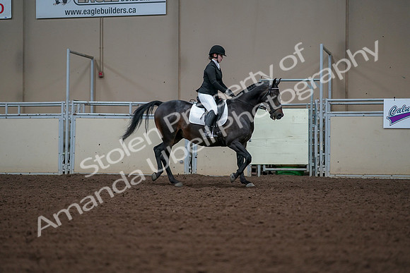 2019 Morgan Horse Show - Aug 30, 2019 - 18532
