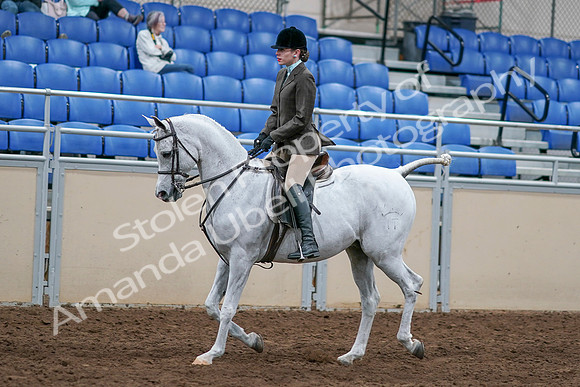 2020 - AB Morgan Horse - Sat, Sept 05 - 14246