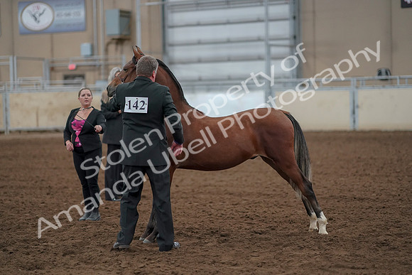 2019 Morgan Horse Show - Aug 30, 2019 - 25559