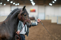 2020 - AB Morgan Horse - Sat, Sept 05 - 00254