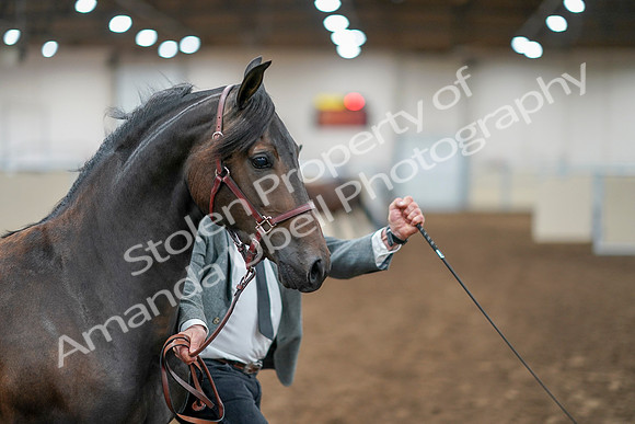 2020 - AB Morgan Horse - Sat, Sept 05 - 00254
