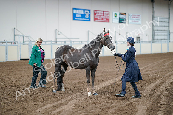 2020 - AB Morgan Horse - Fri, Sept 04 - 00695