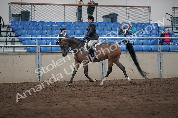 2019 Morgan Horse Show - Sept 01, 2019 - 08583