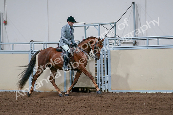 2020 - AB Morgan Horse - Fri, Sept 04 - 01787