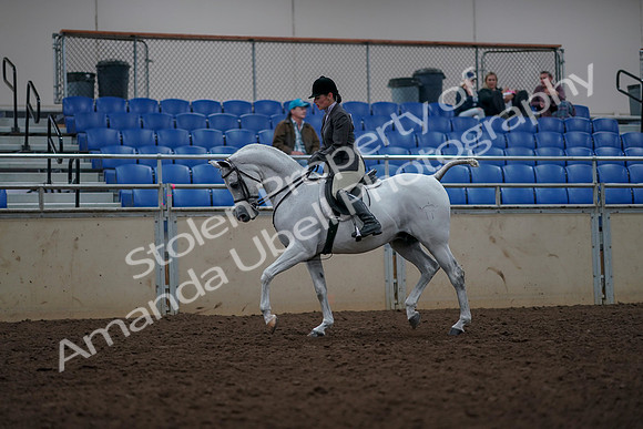 2019 Morgan Horse Show - Aug 31, 2019 - 14889