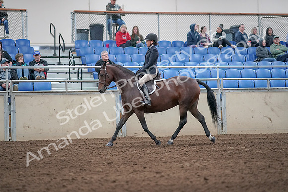 2019 Morgan Horse Show - Aug 31, 2019 - 19428