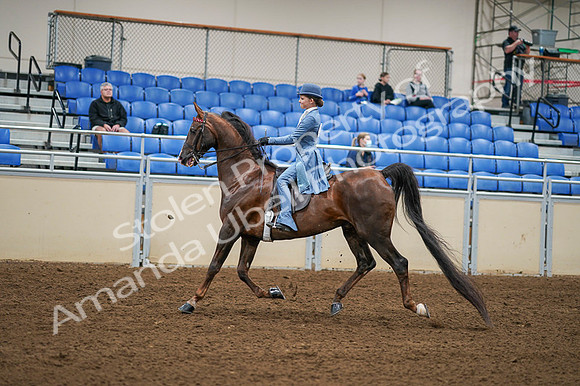 2020 - AB Morgan Horse - Fri, Sept 04 - 04864
