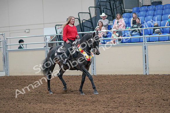 2020 - AB Morgan Horse - Sat, Sept 05 - 10507