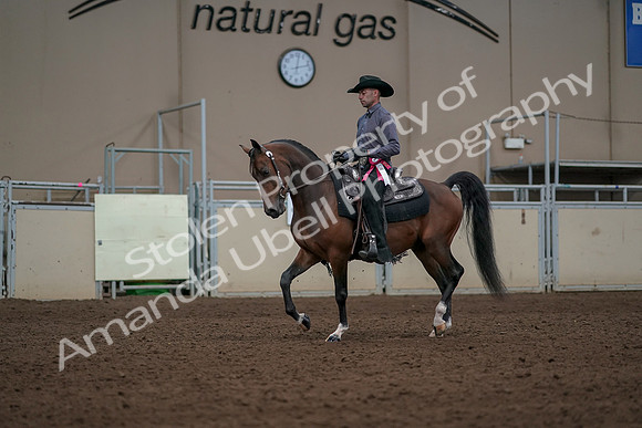 2019 Morgan Horse Show - Aug 31, 2019 - 06260