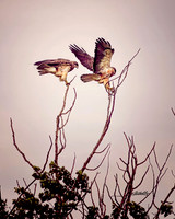 Birds - 012