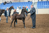 2020 - AB Morgan Horse - Sat, Sept 05 - 00674
