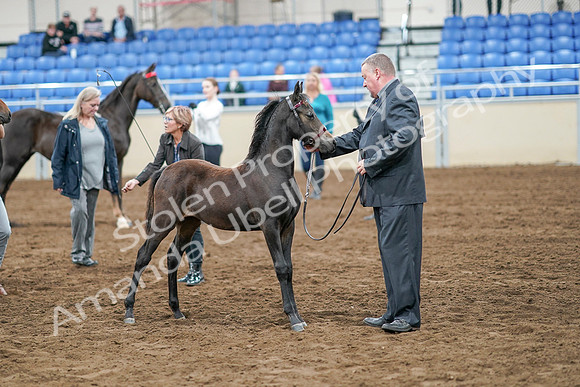2020 - AB Morgan Horse - Sat, Sept 05 - 00674