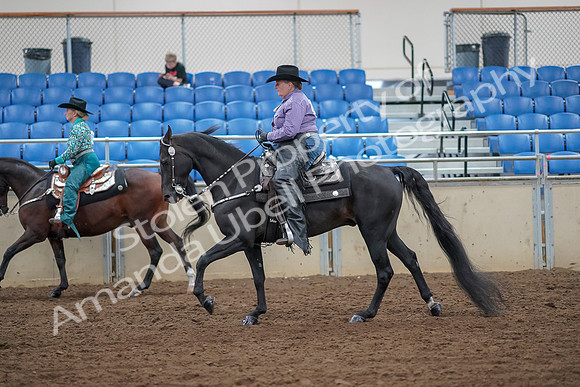 2019 Morgan Horse Show - Aug 30, 2019 - 16889