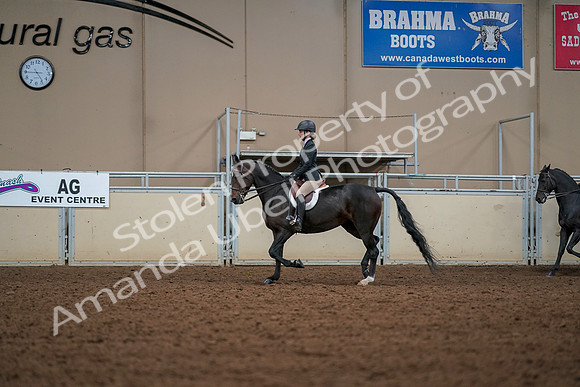 2019 Morgan Horse Show - Aug 30, 2019 - 23243