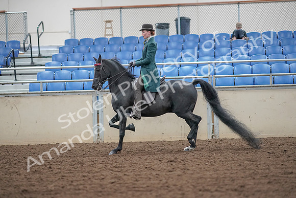 2019 Morgan Horse Show - Aug 30, 2019 - 15422