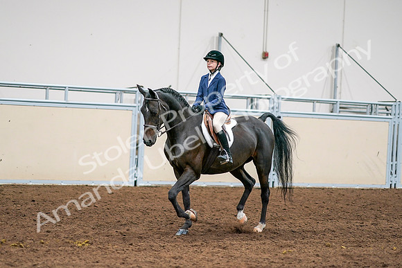 2020 - AB Morgan Horse - Sun, Sept 06 - 08173