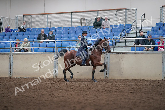 2019 Morgan Horse Show - Aug 31, 2019 - 09534