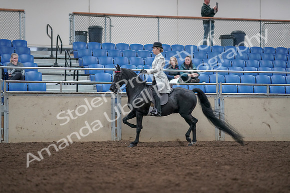 2019 Morgan Horse Show - Aug 31, 2019 - 09334